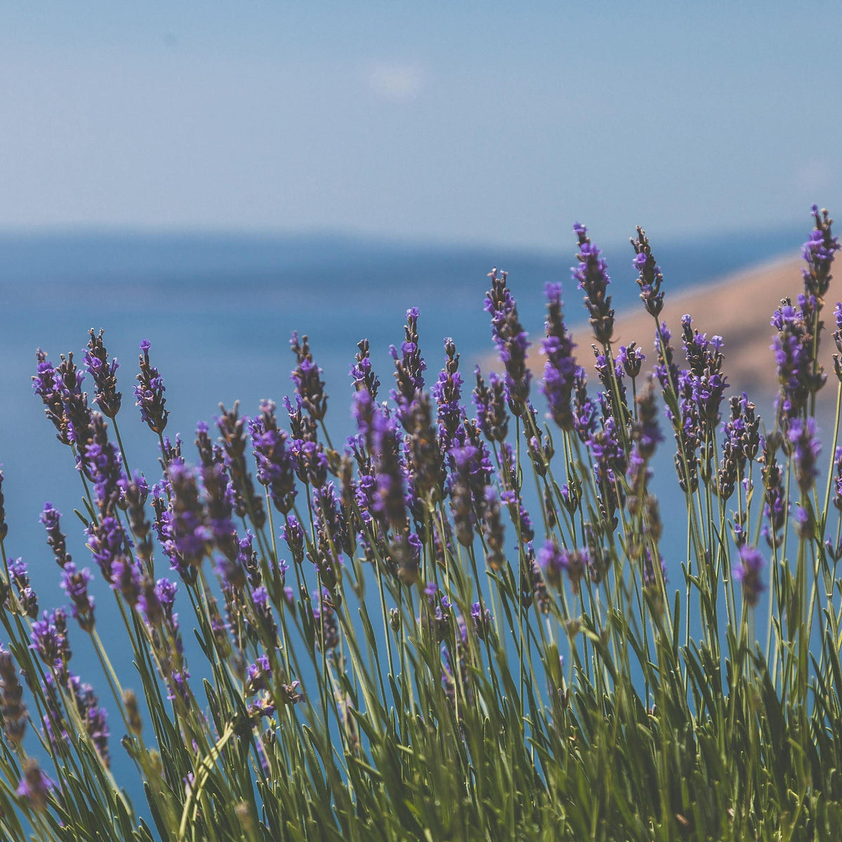 Air Waterless Diffuser - Starter Kit with Earl Grey Refill