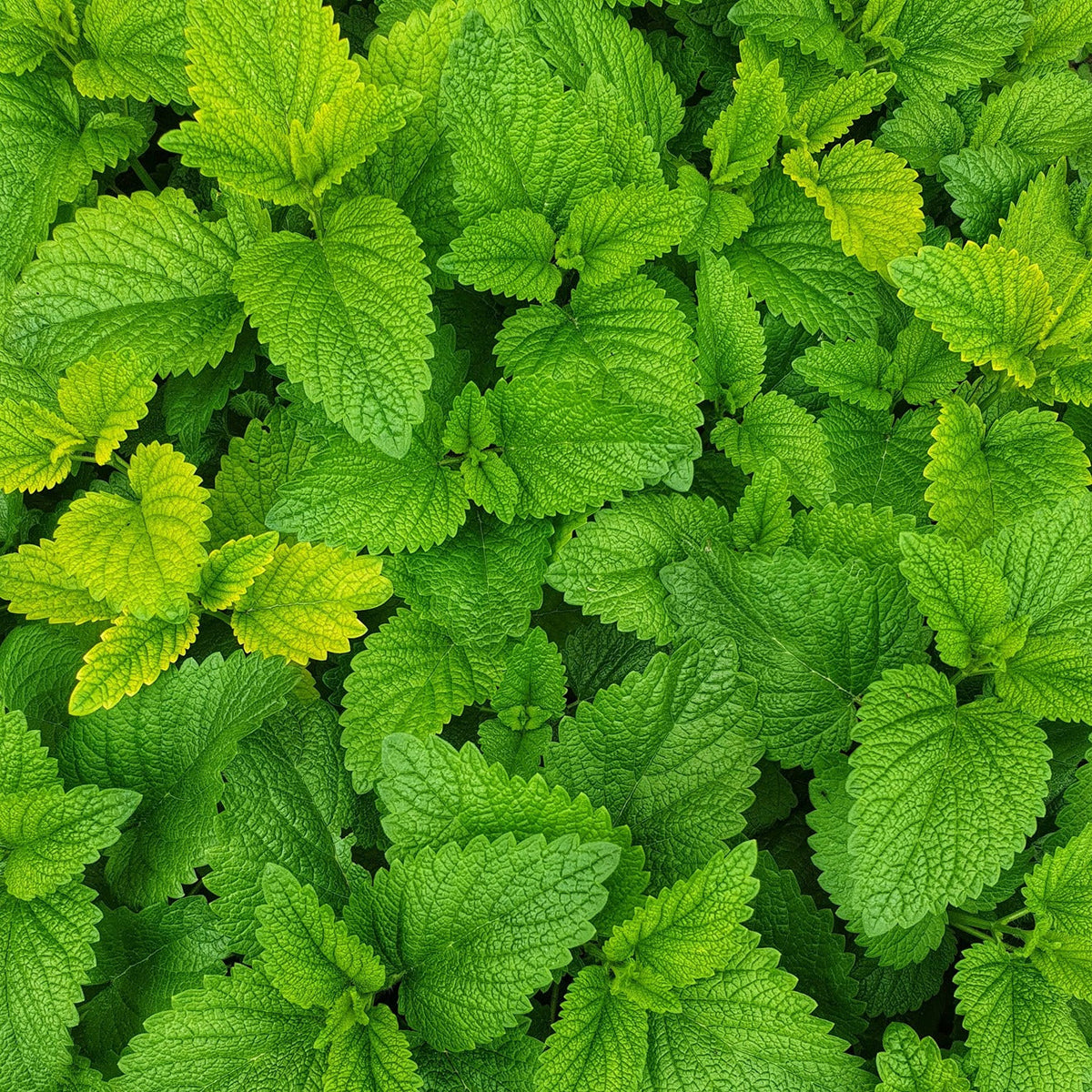 Vanilla Mint Push Scent Refill